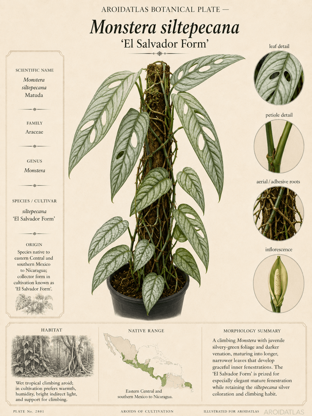 El Salvador Siltepecana Monstera