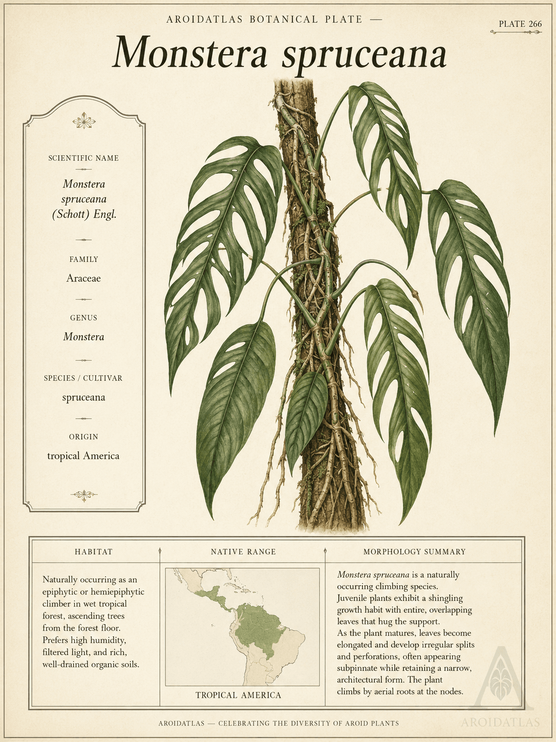 Monstera spruceana