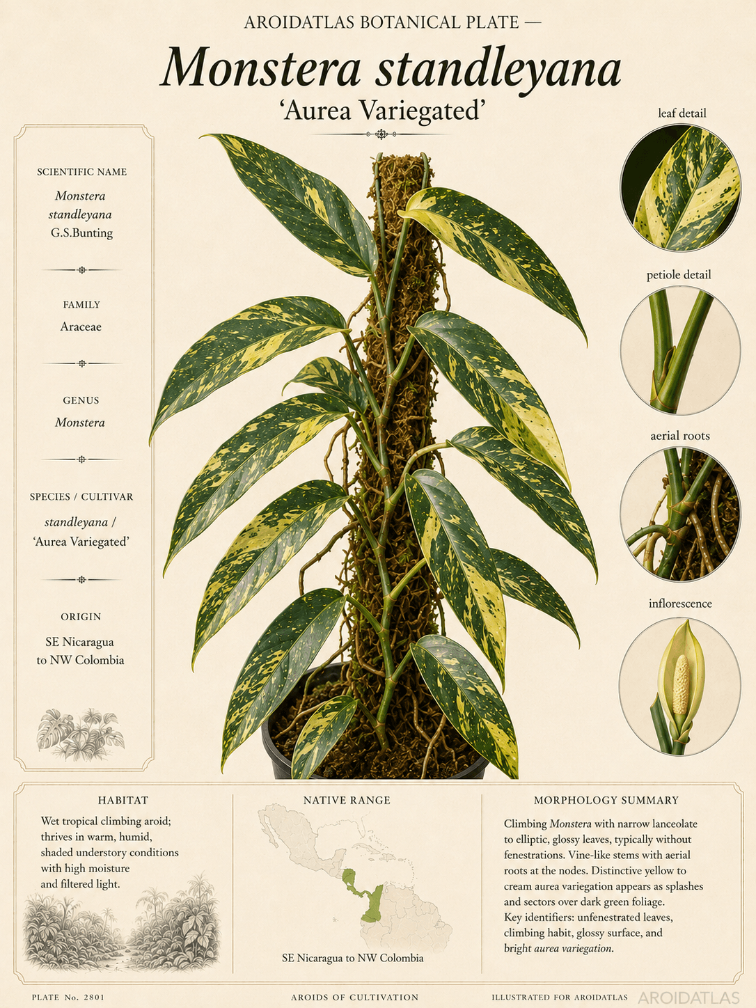 Aurea Variegated Standleyana