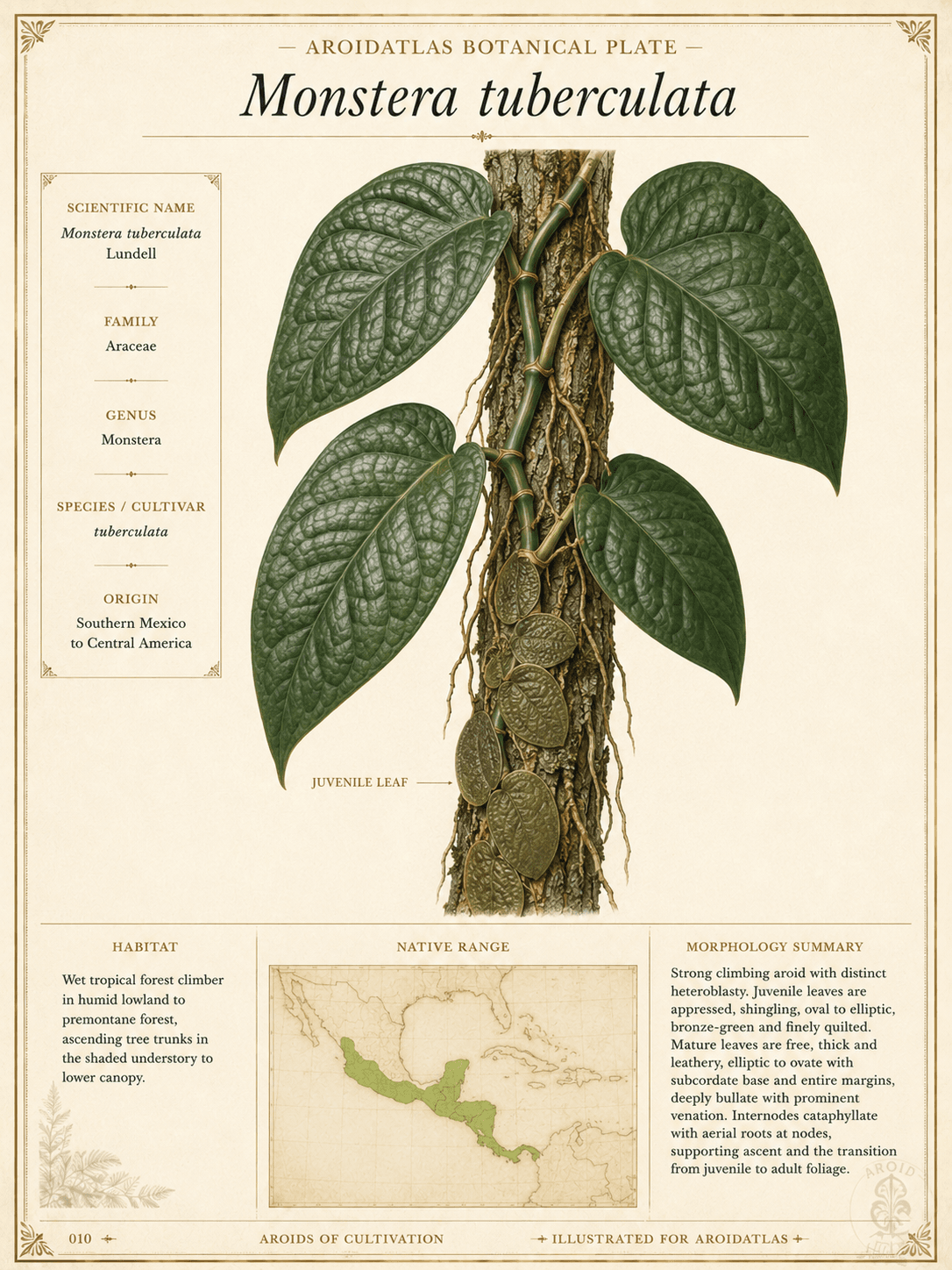 Tuberculata Shingling Monstera