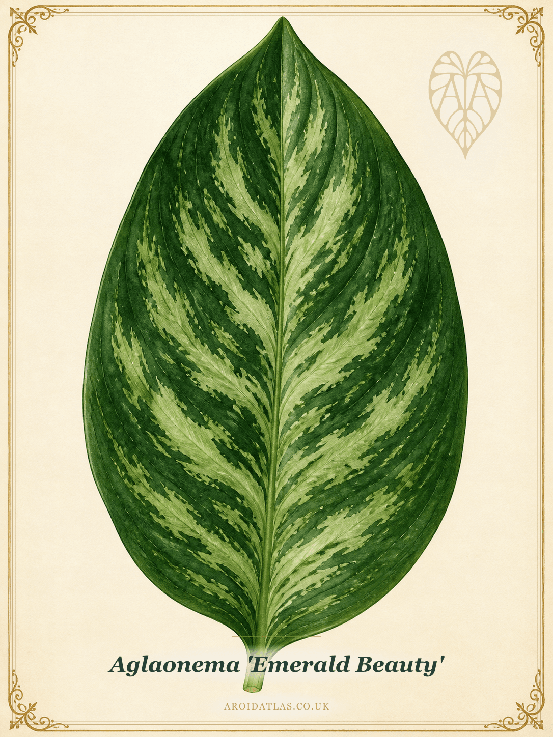 Emerald Beauty Chinese Evergreen