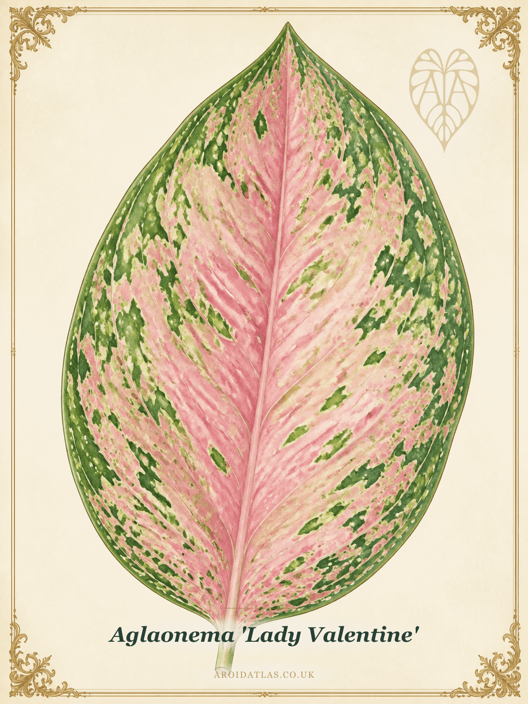 Lady Valentine Chinese Evergreen