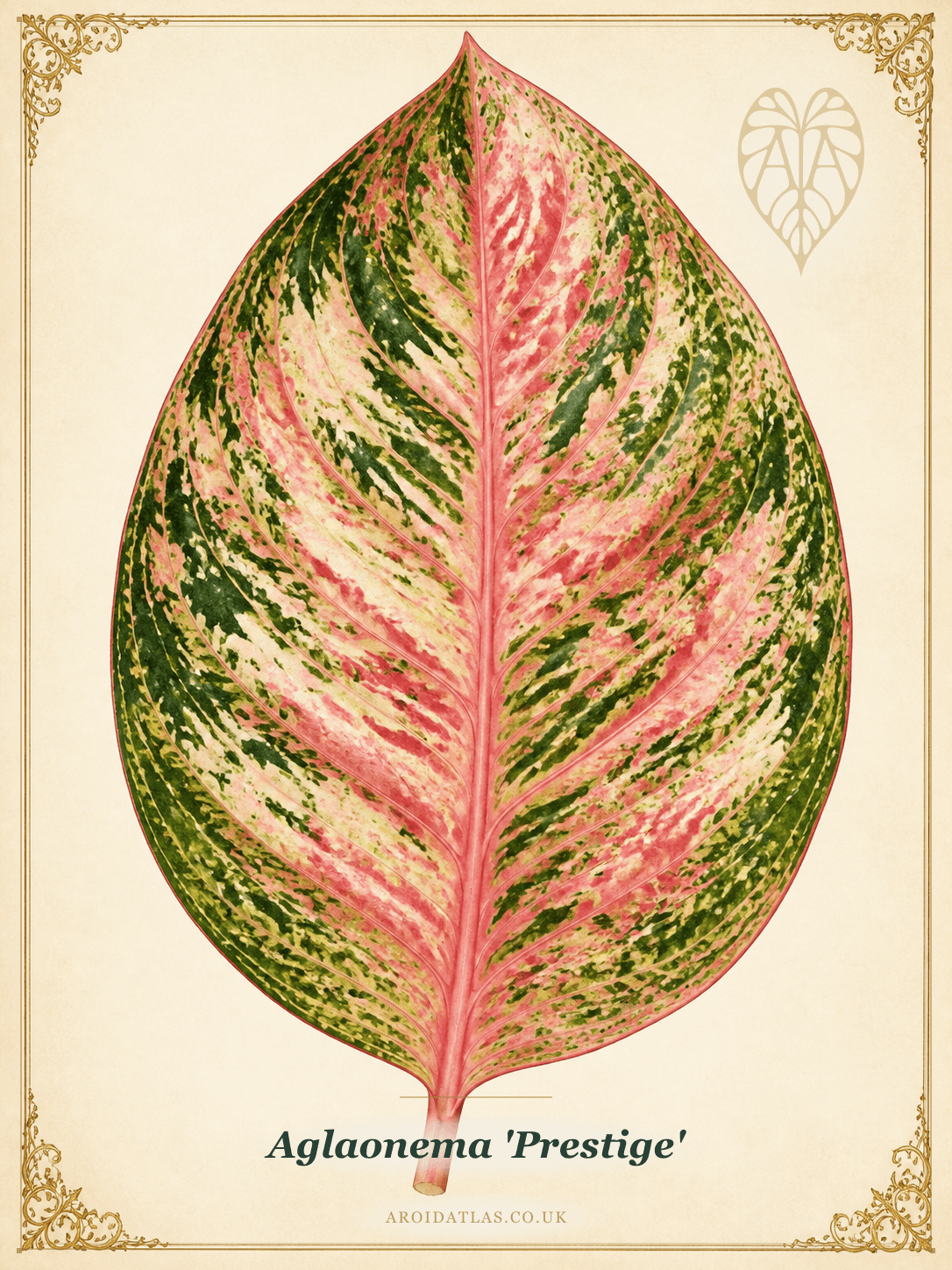 Prestige Chinese Evergreen