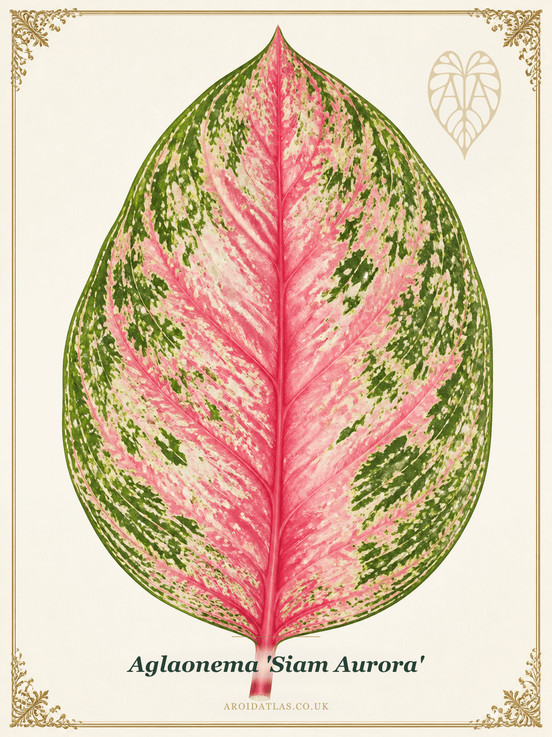 Siam Aurora Chinese Evergreen