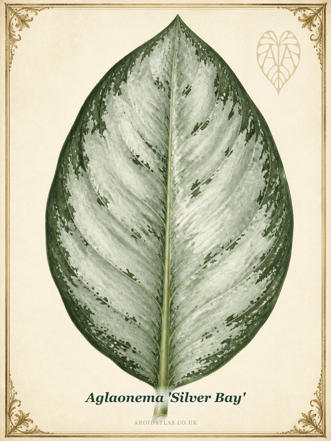 Silver Bay Chinese Evergreen