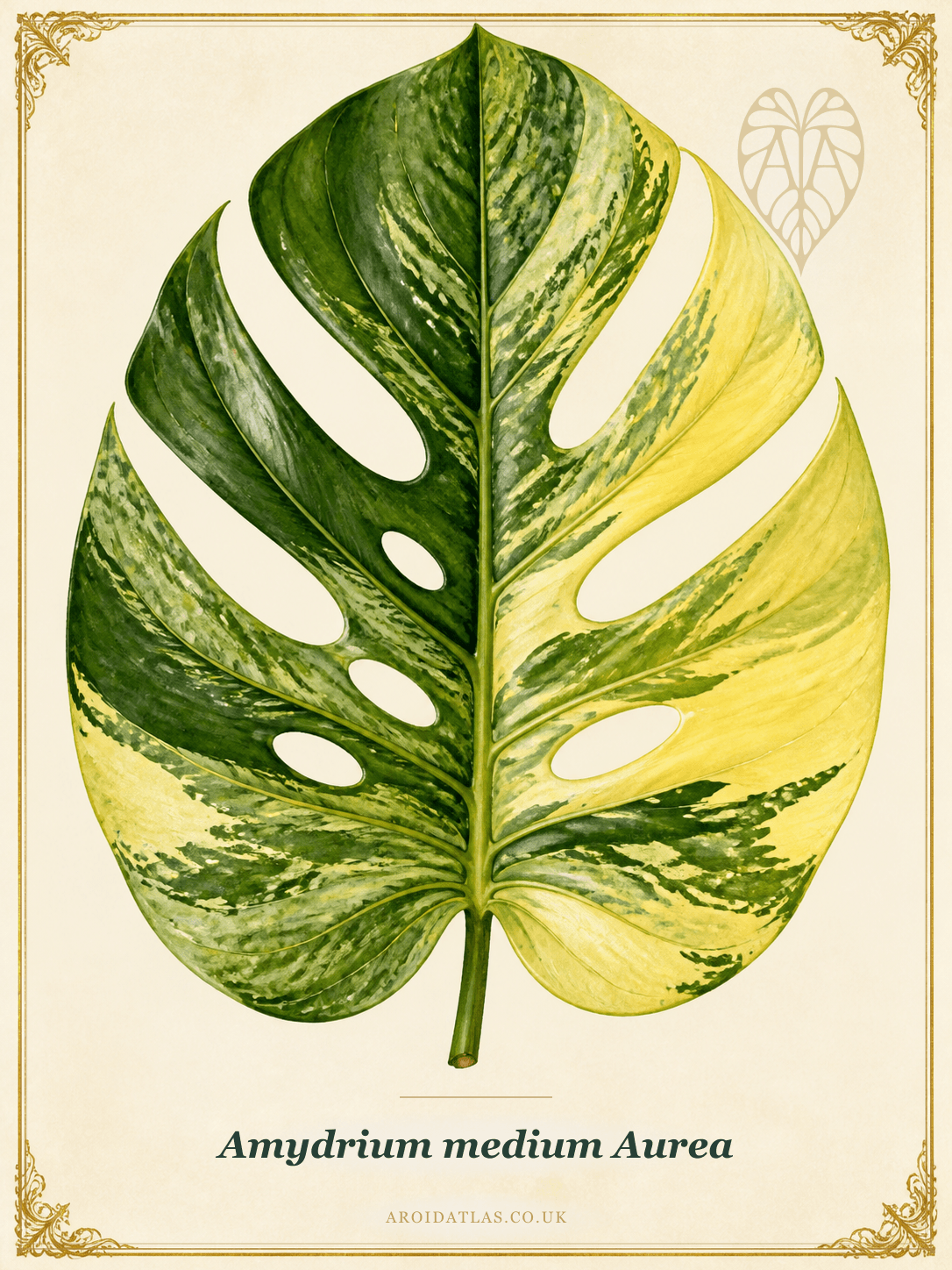 Aurea Amydrium Medium