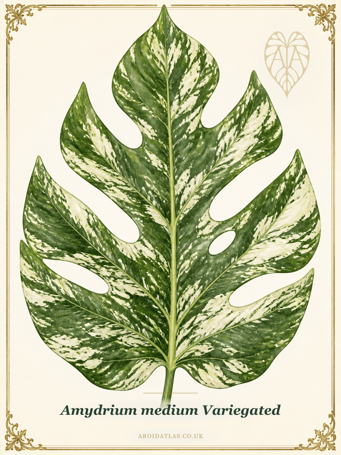 Variegated Amydrium Medium