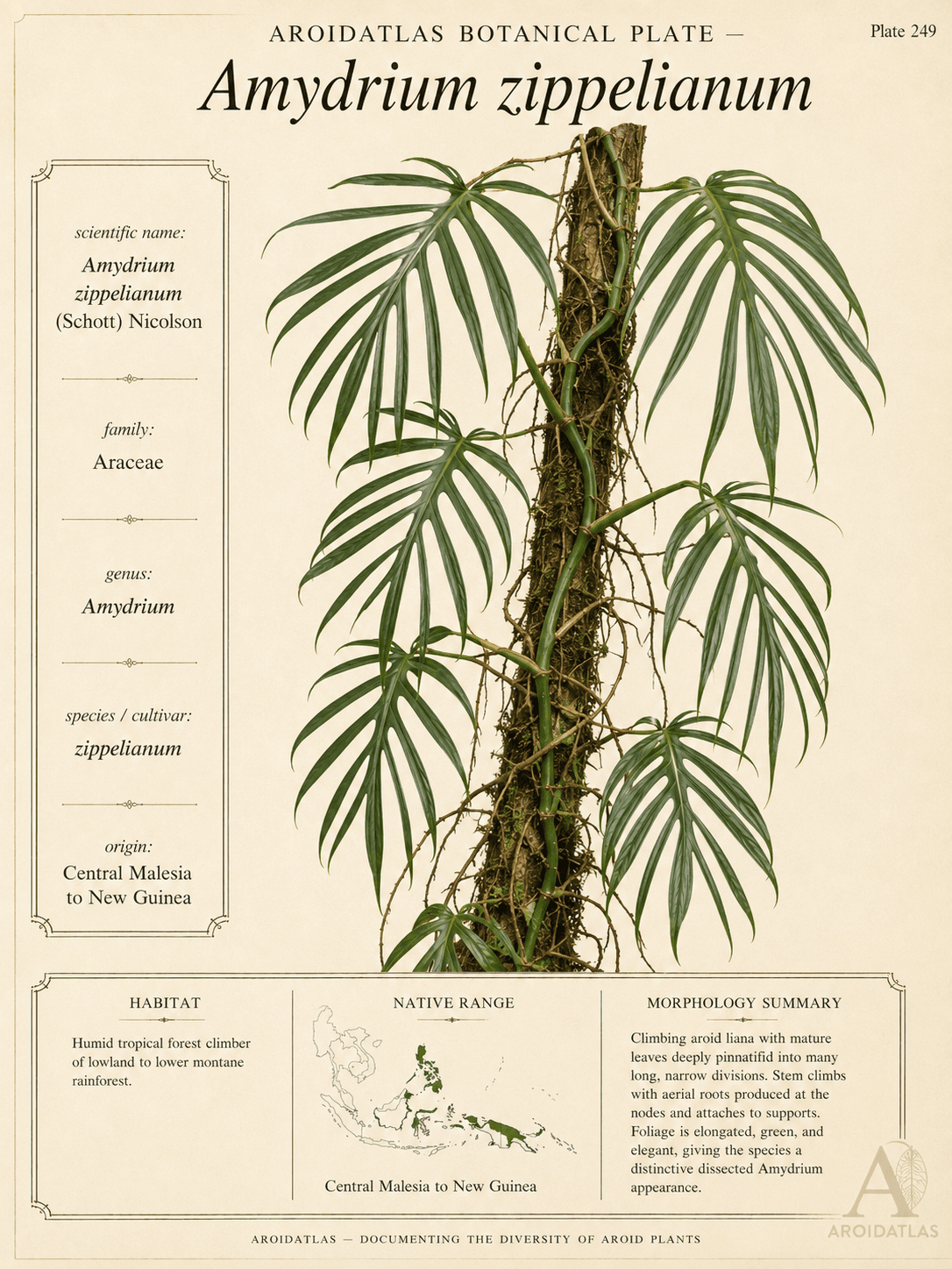 Palm-Leaf Amydrium