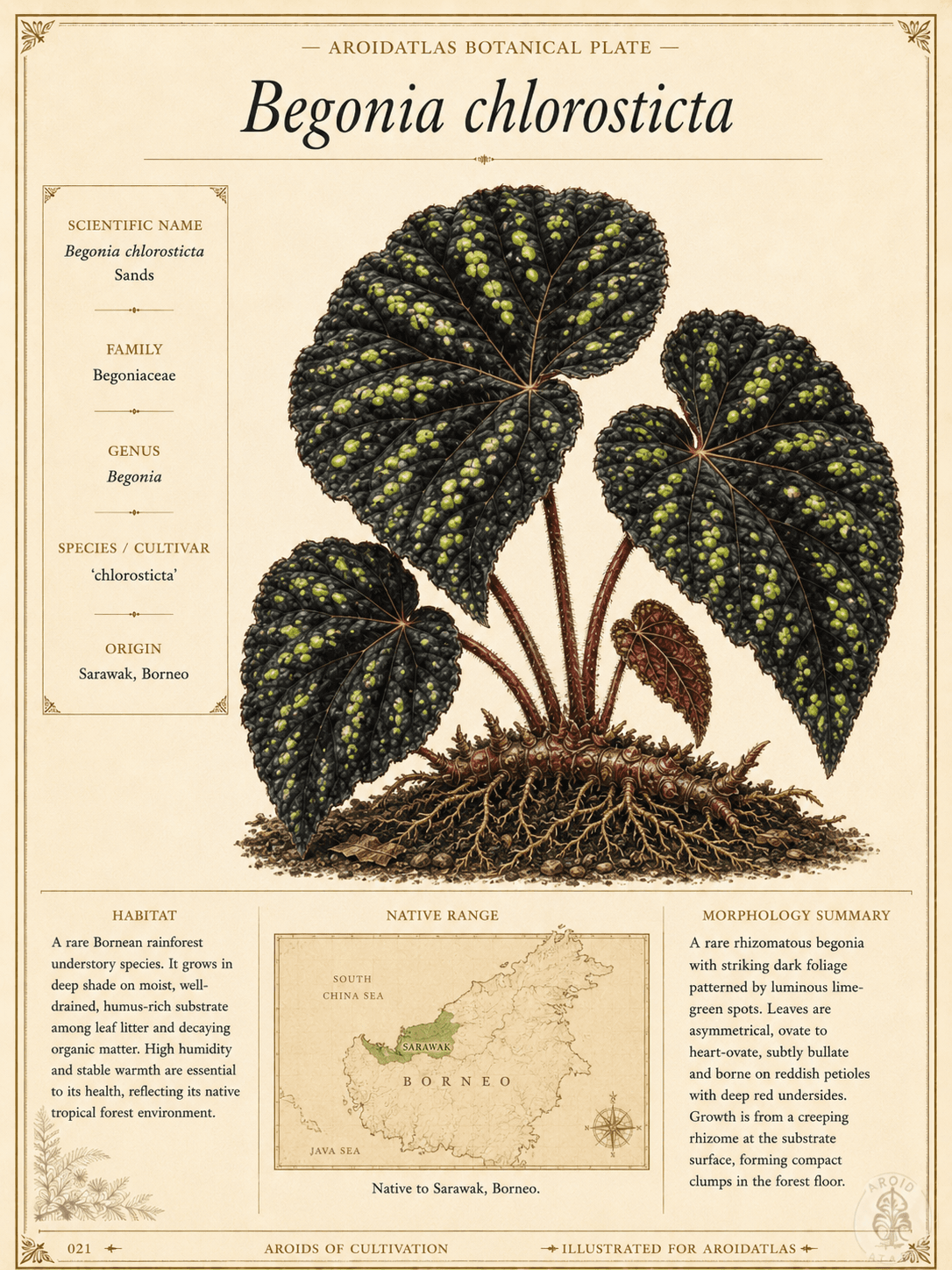 Chlorosticta Begonia