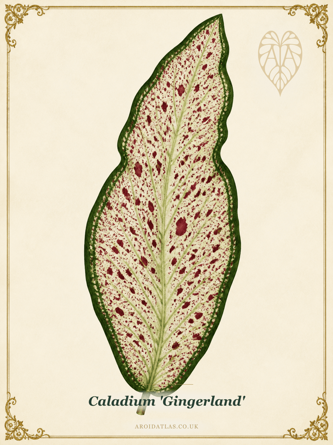 Caladium 'Gingerland'