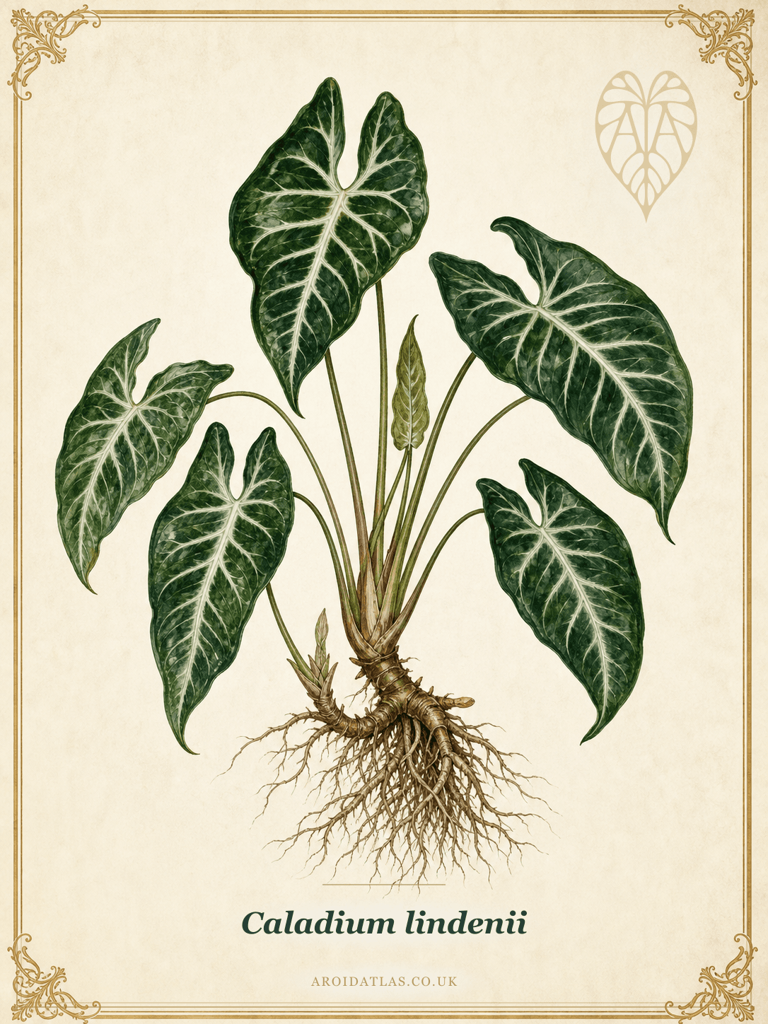 Caladium lindenii