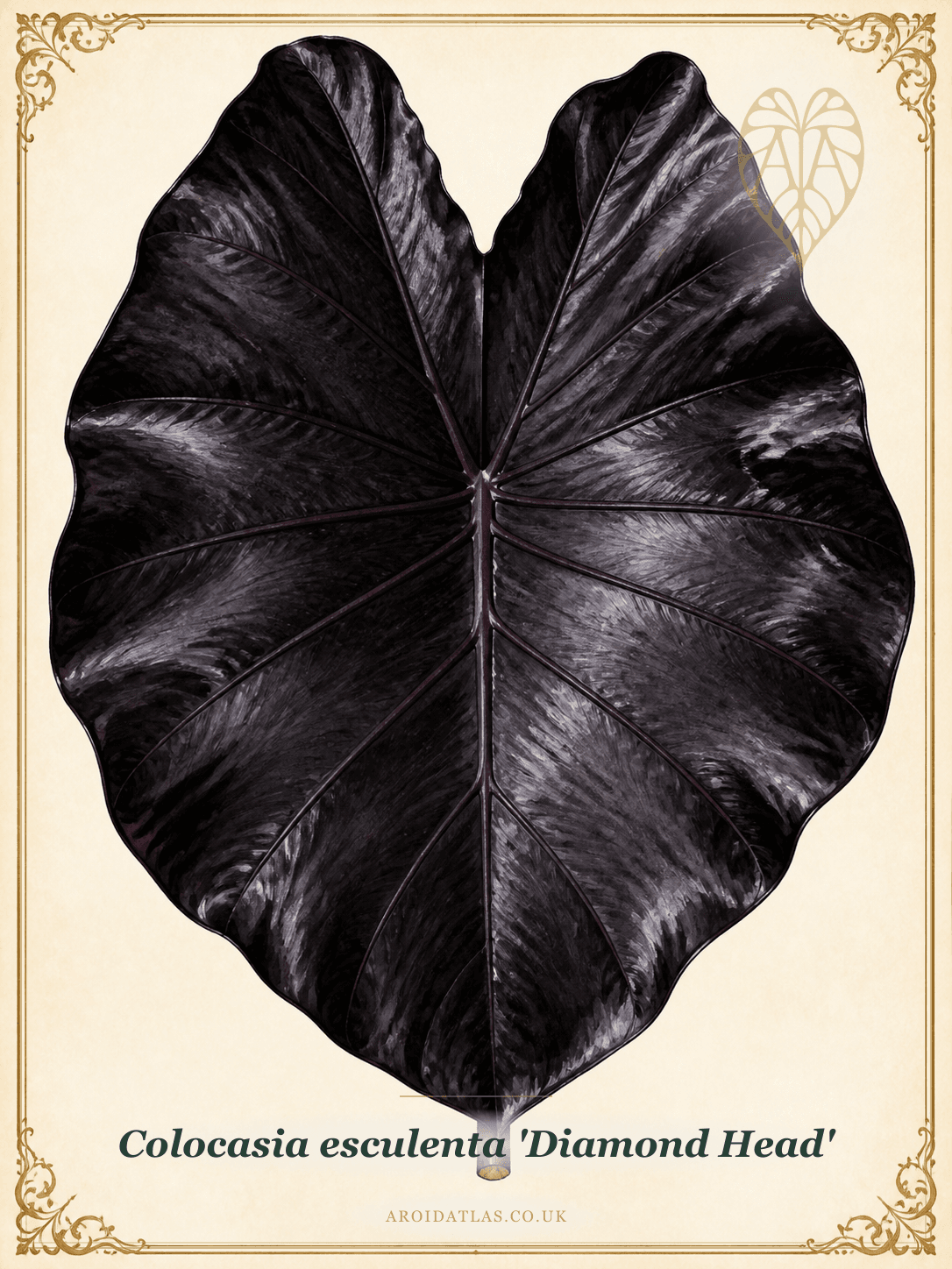 Diamond Head Elephant Ear
