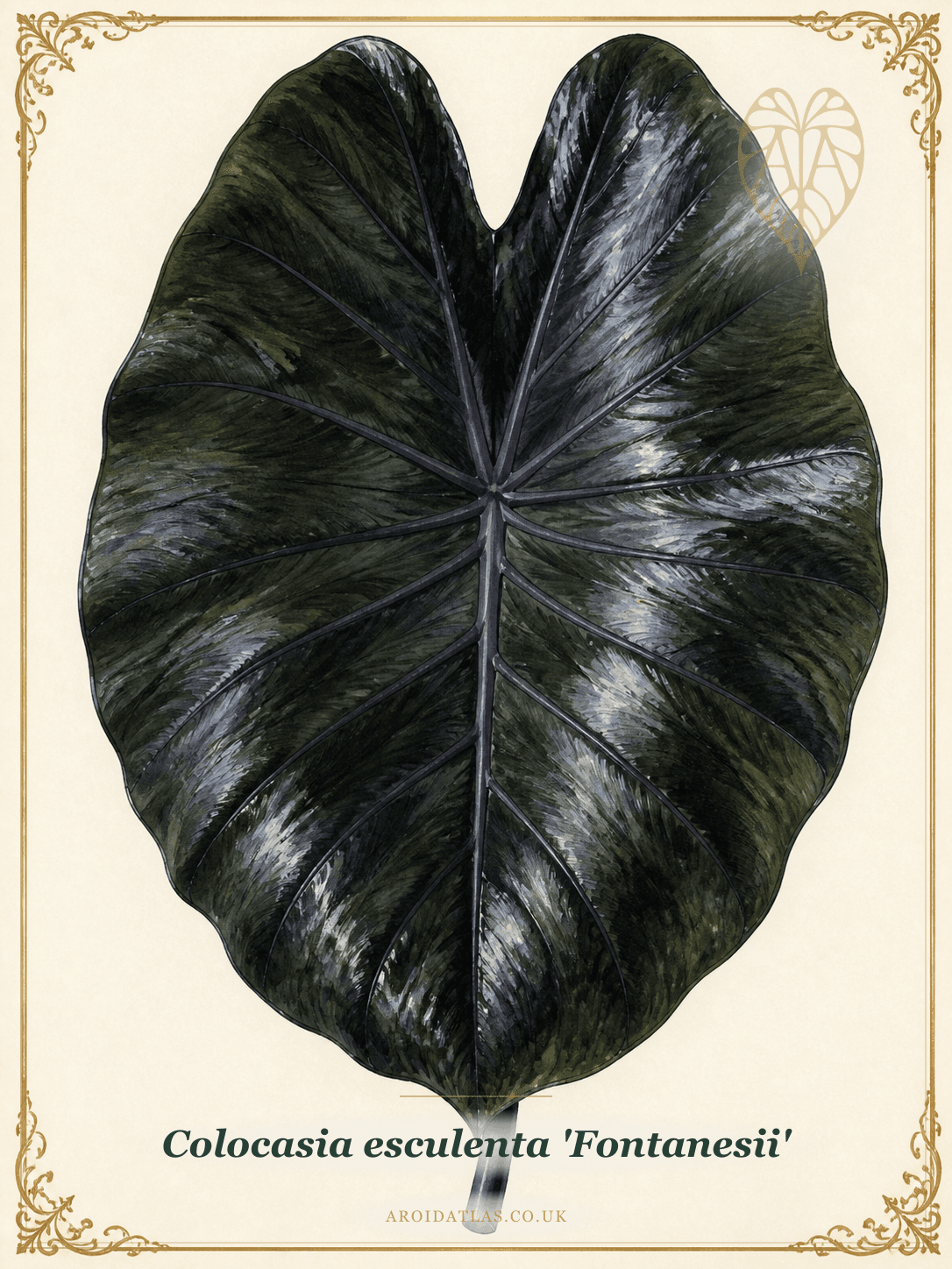 Violet-Stemmed Taro