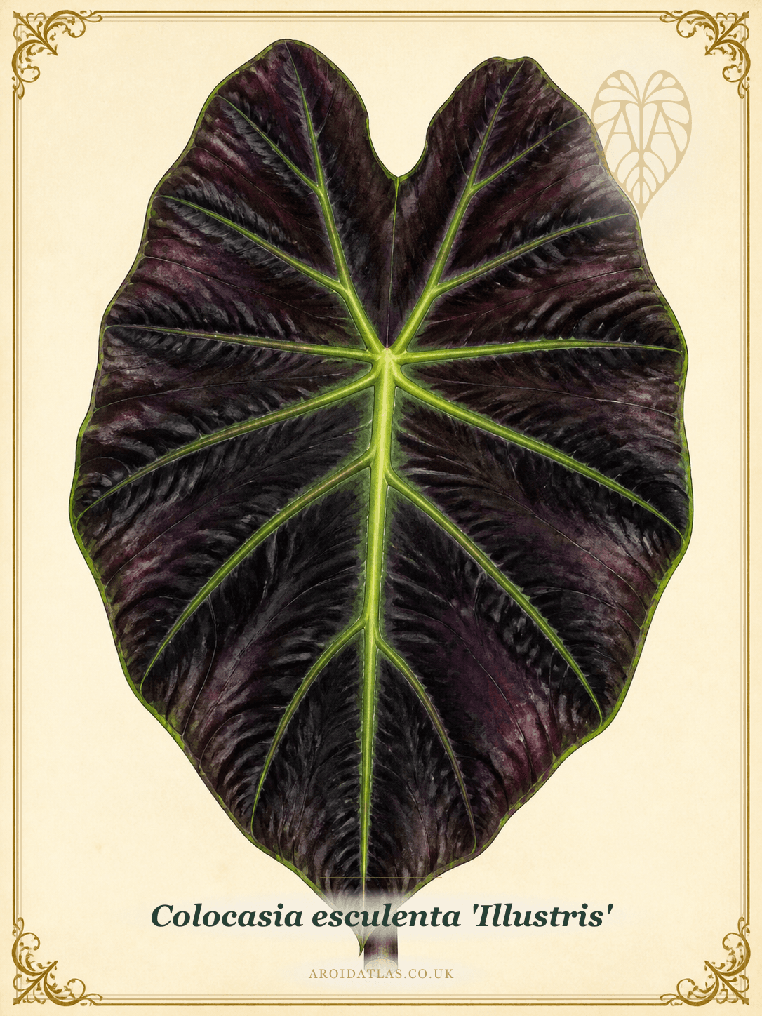 Imperial Taro