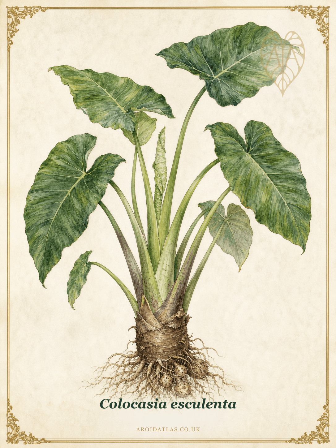 Taro / Elephant Ear