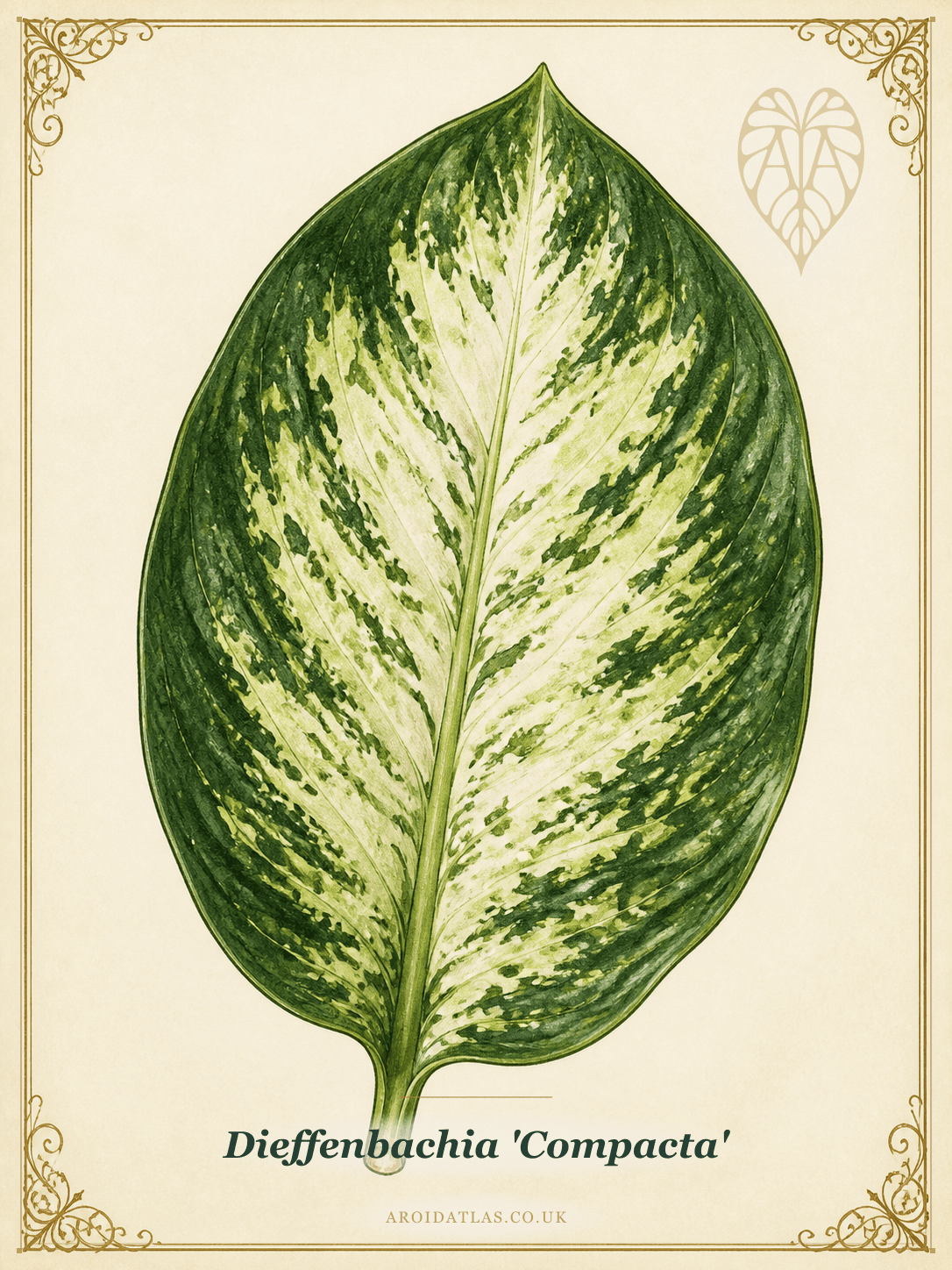 Compacta Dumb Cane
