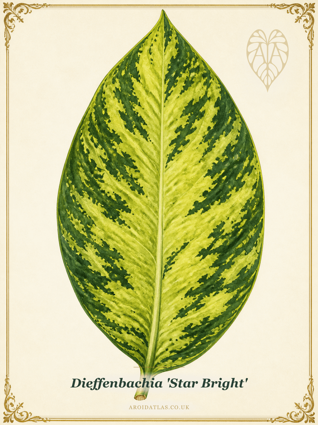 Star Bright Dumb Cane