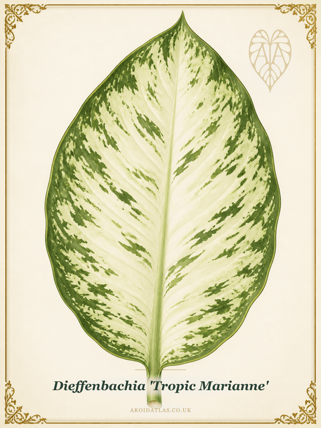 Tropic Marianne Dumb Cane