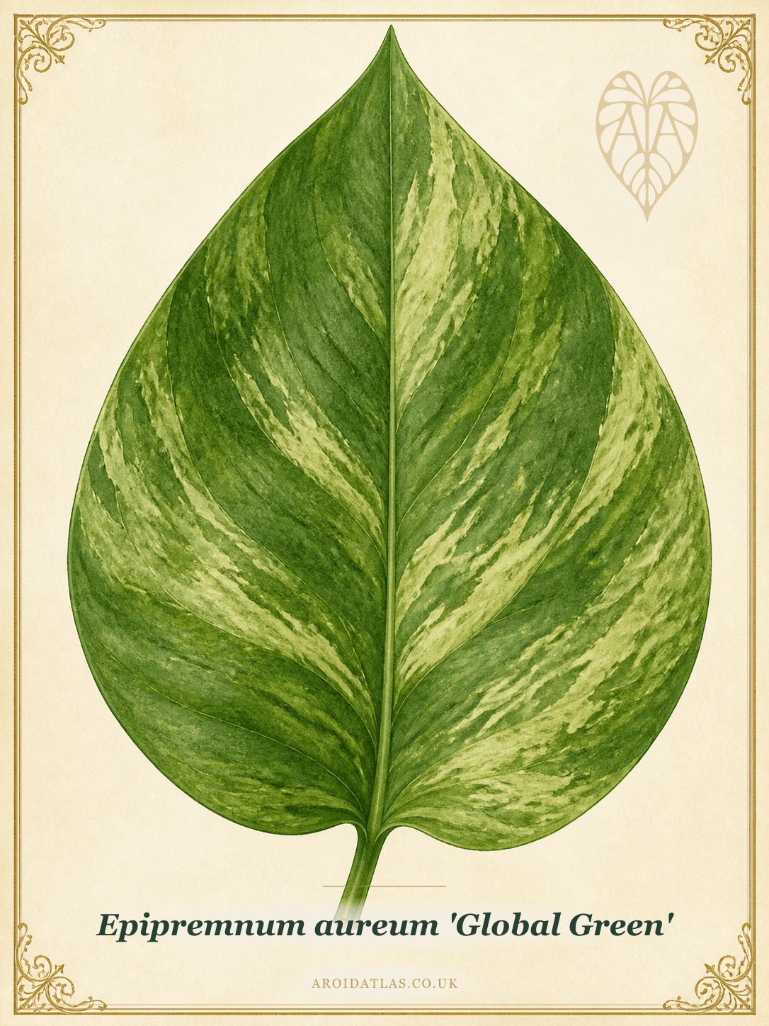 Global Green Pothos
