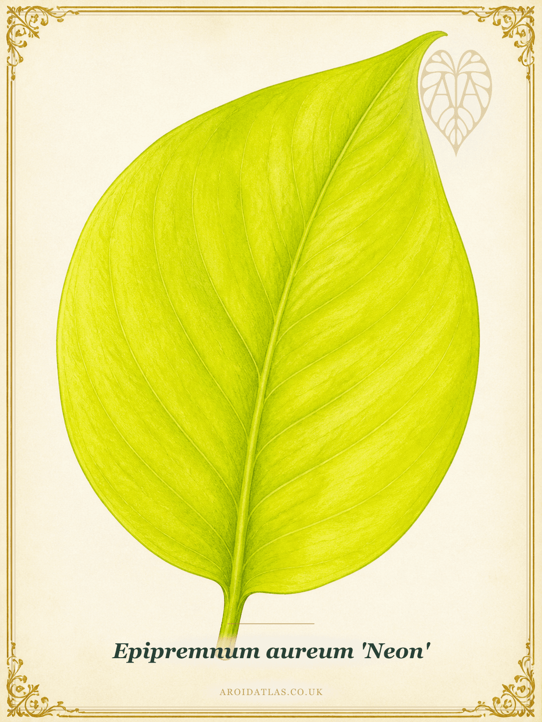 Neon Pothos