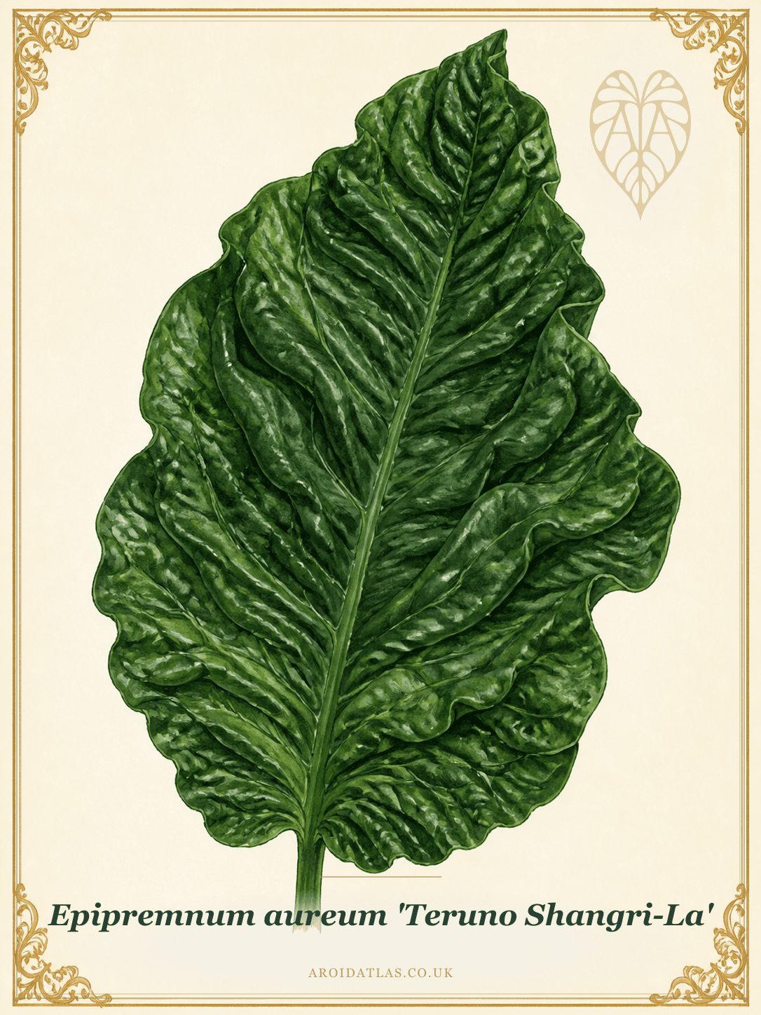 Shangri-La Pothos