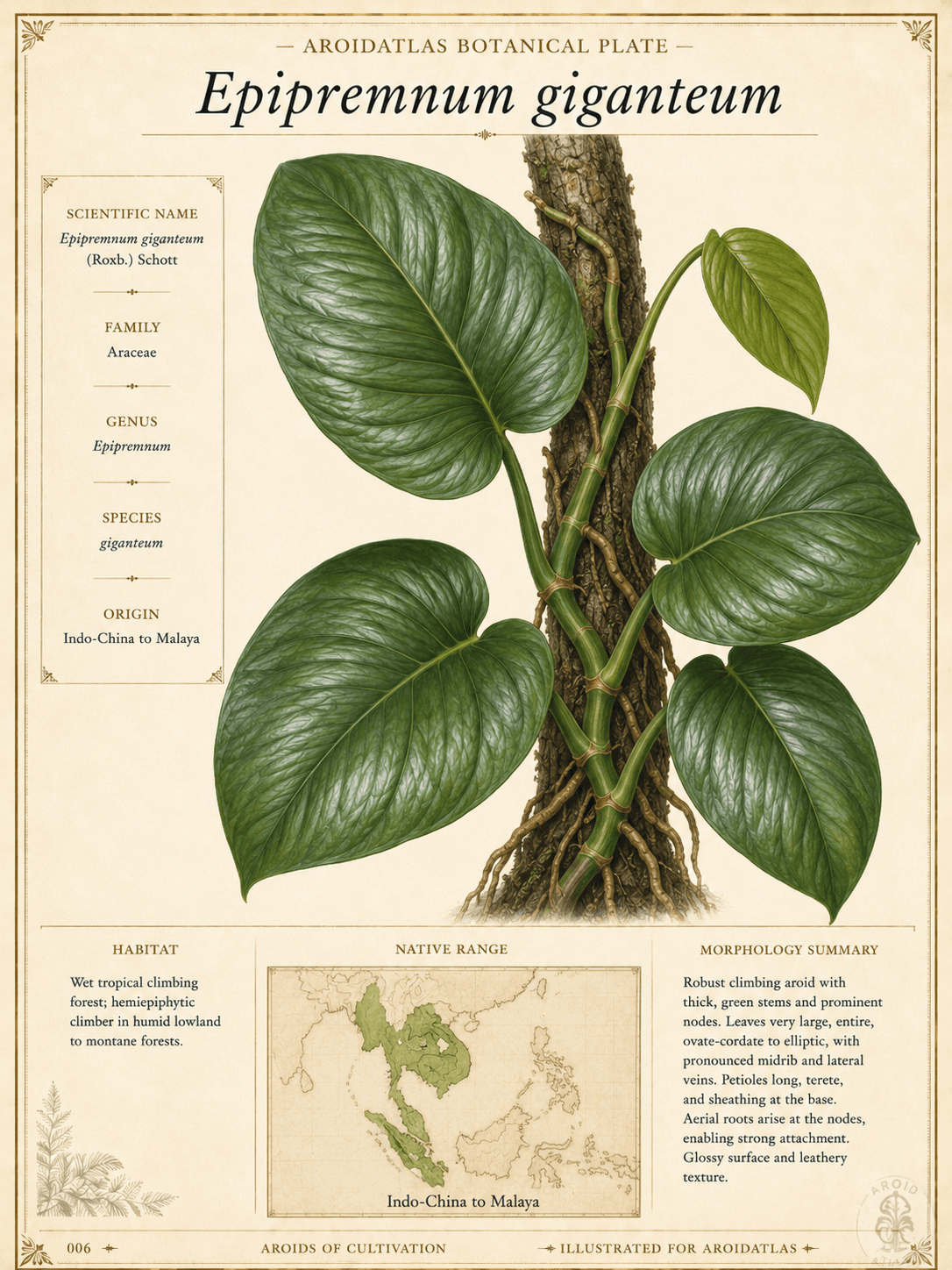 Giant Epipremnum