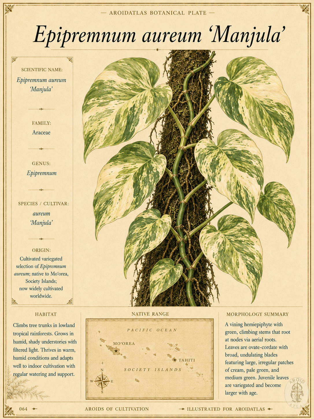 Manjula Pothos