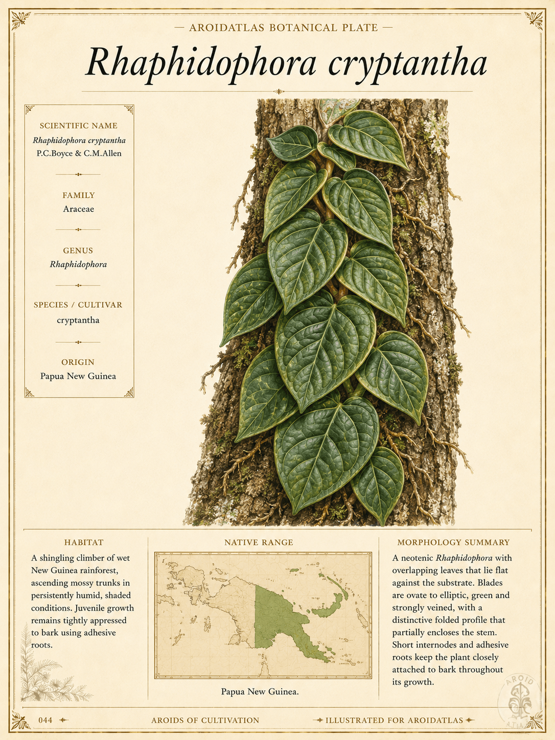 Shingling Rhaphidophora