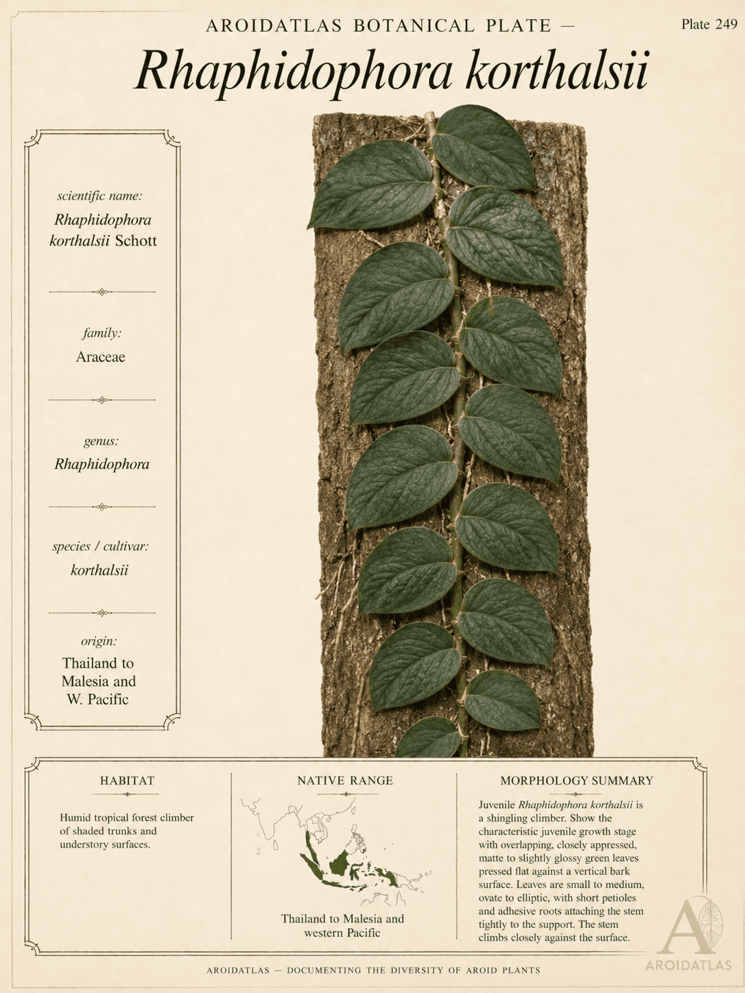 Celastrus Shingling Aroid