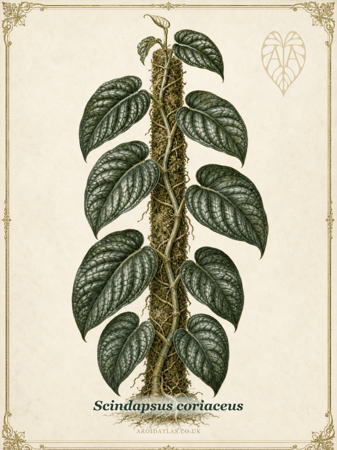 Scindapsus coriaceus