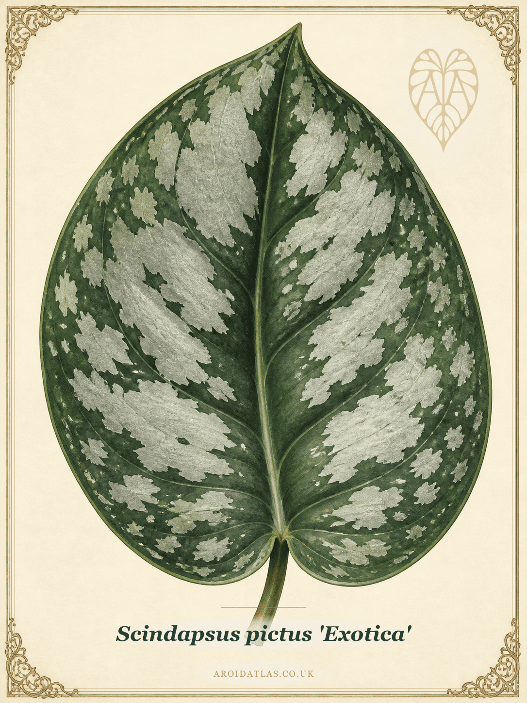 Exotica Satin Pothos
