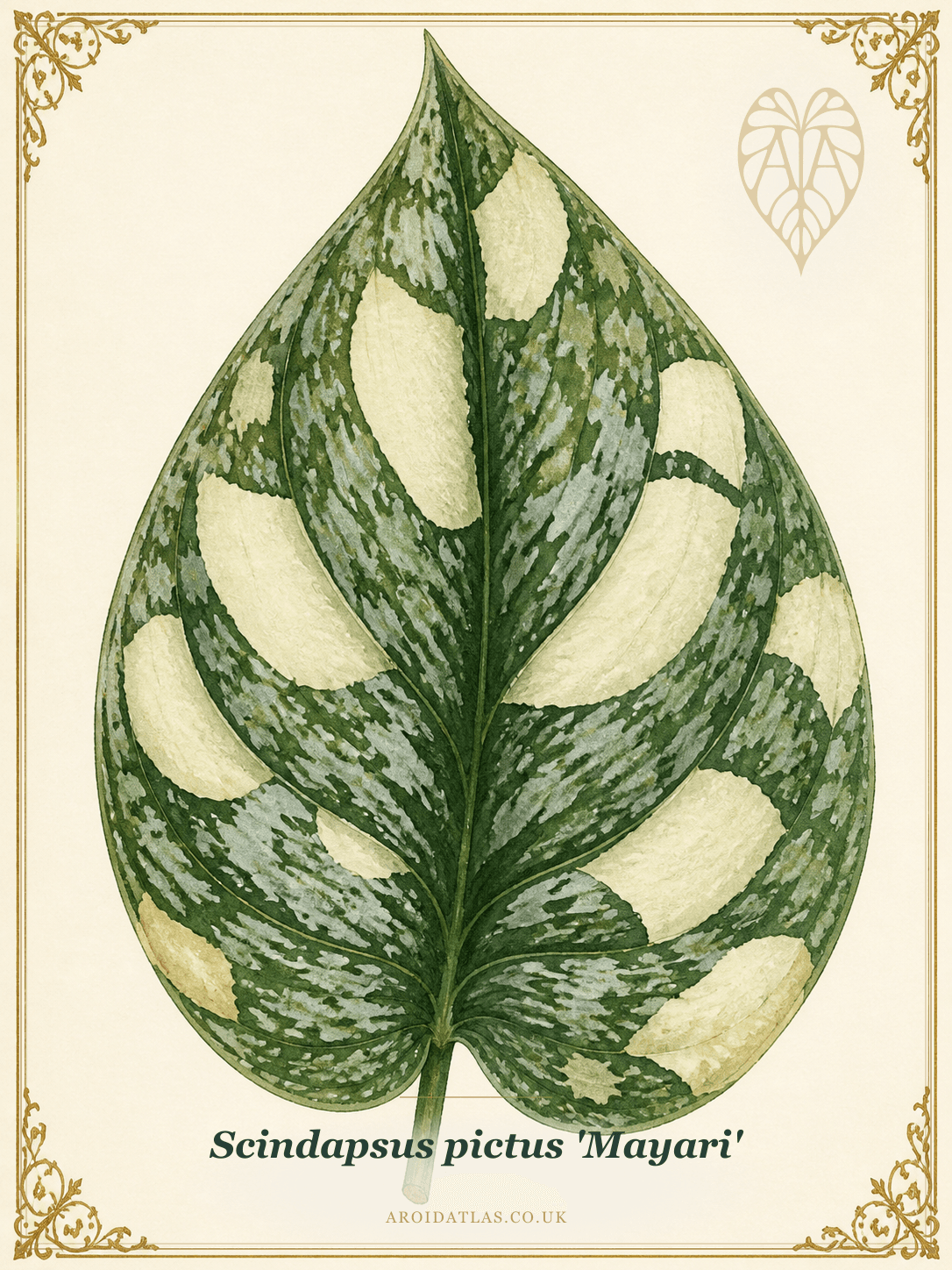 Mayari Satin Pothos