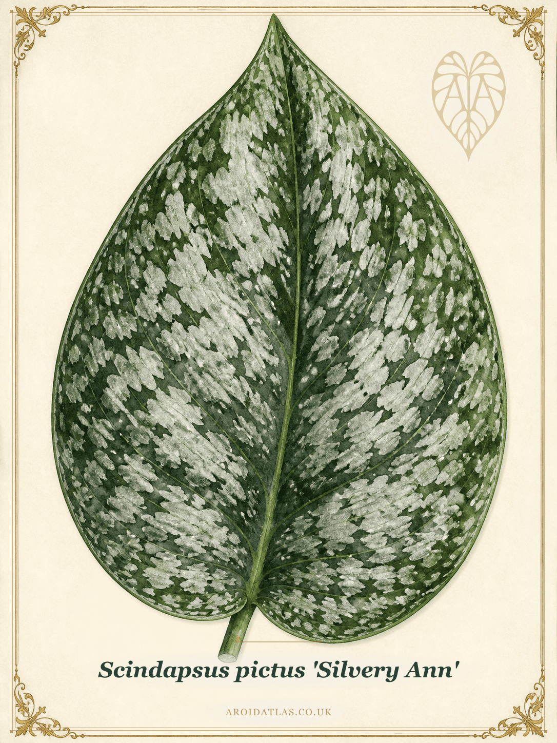 Silvery Ann Satin Pothos