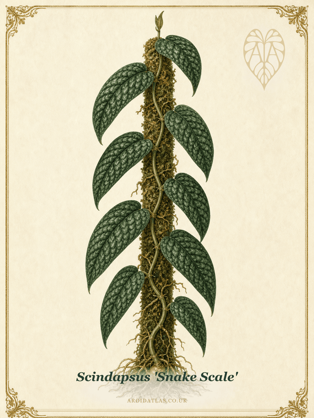 Snake Scale Scindapsus