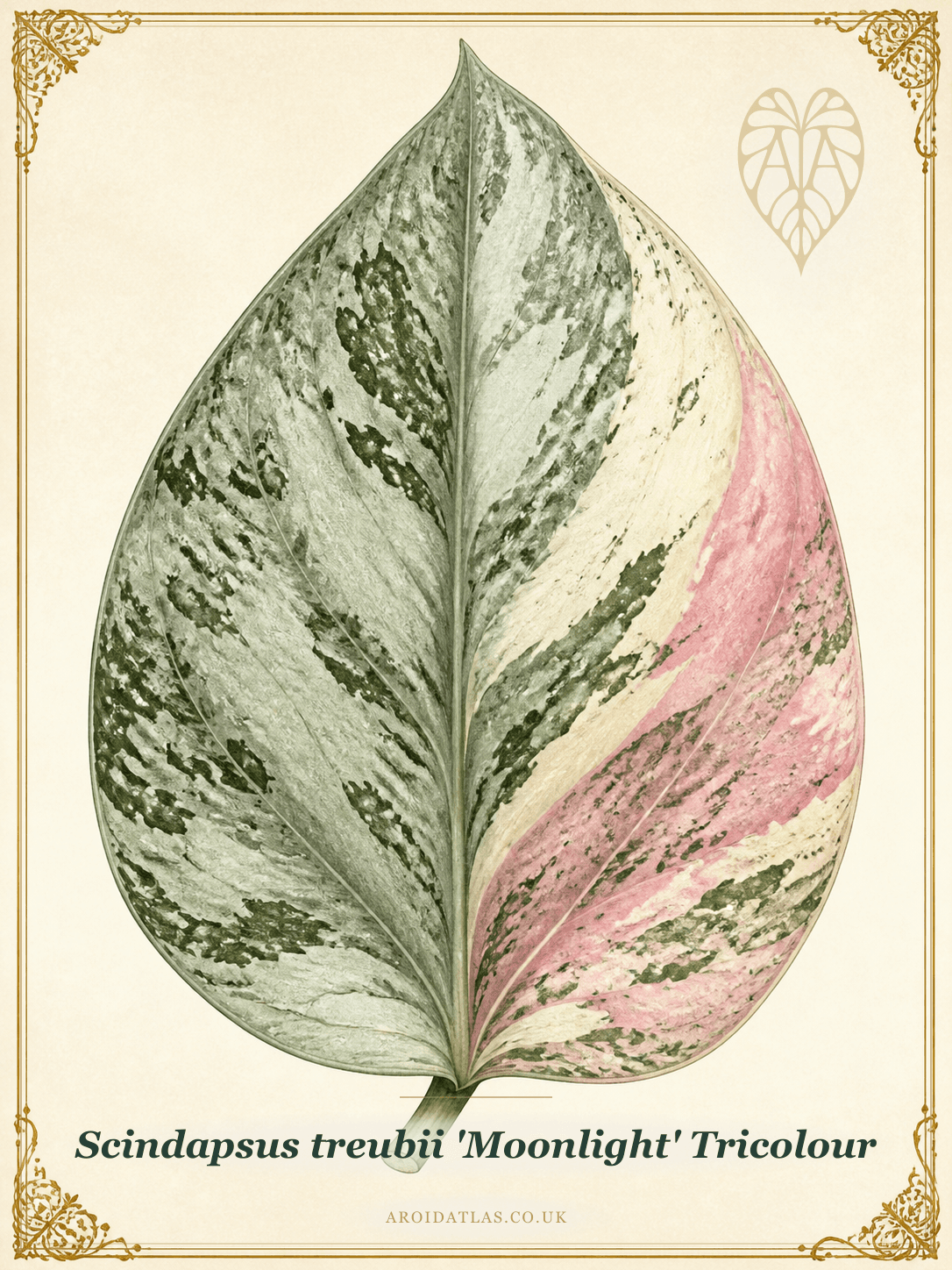 Tricolour Moonlight Scindapsus
