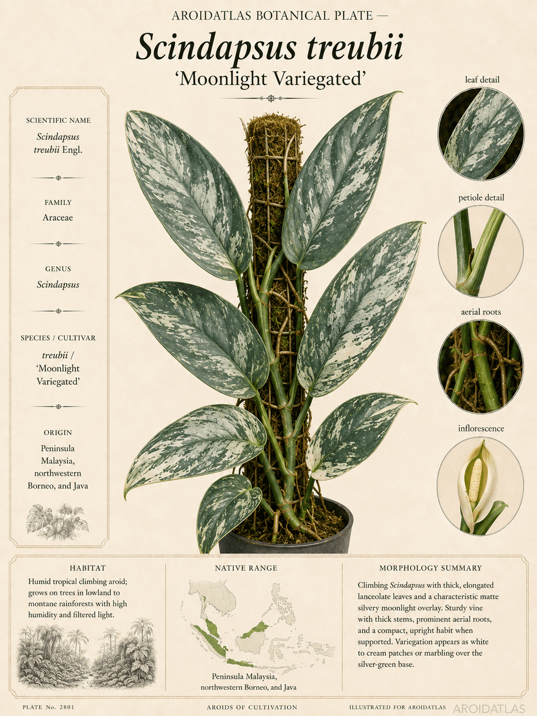 Variegated Moonlight Scindapsus