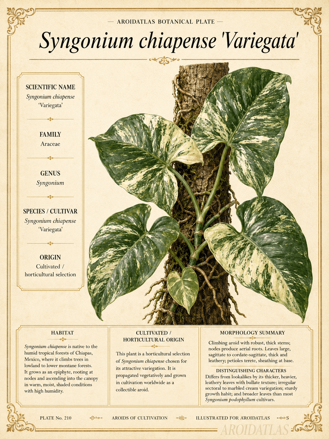 Variegated Chiapense