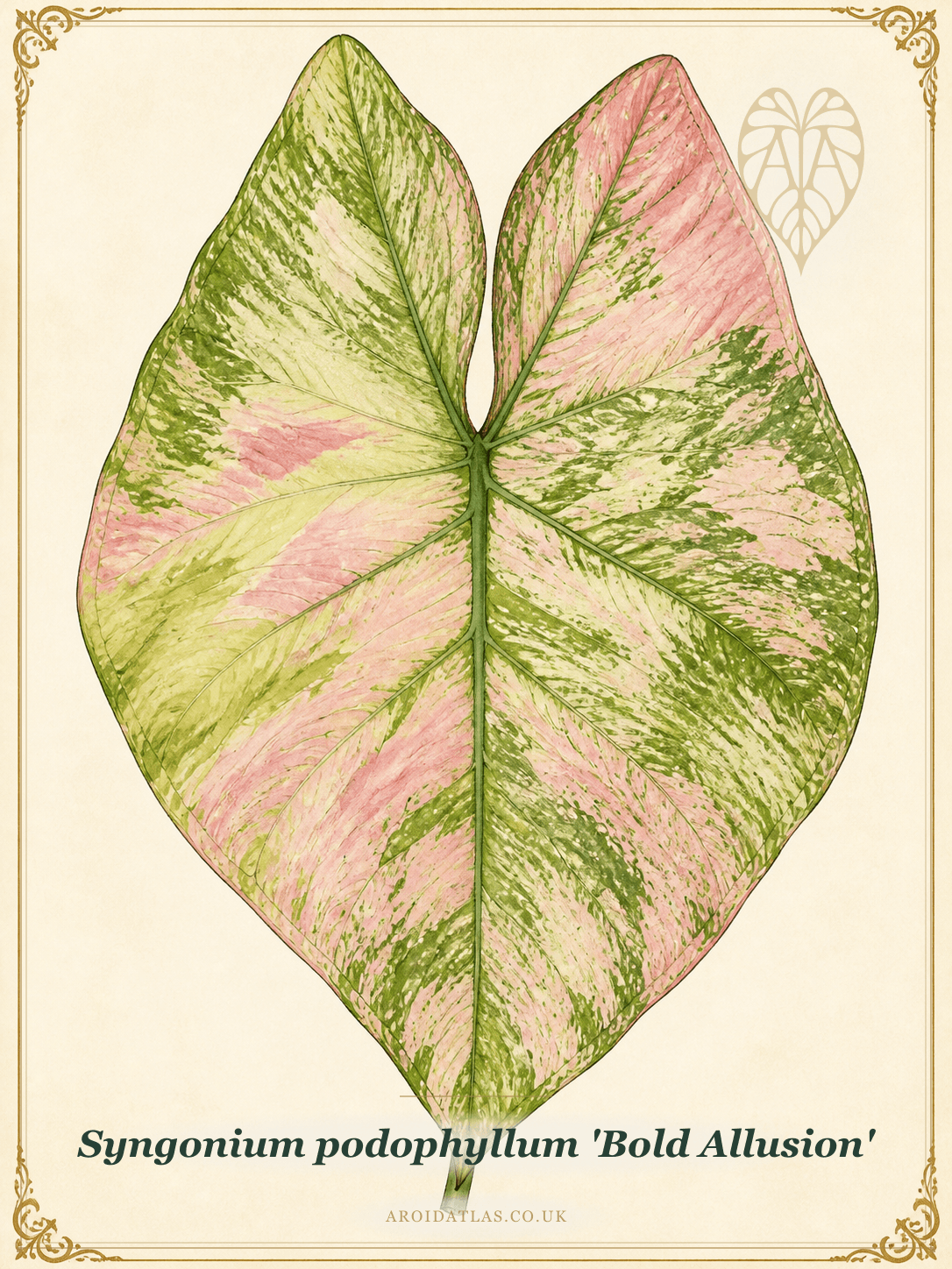 Bold Allusion Arrowhead Vine