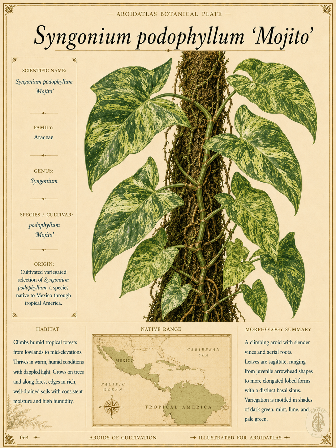 Mojito Arrowhead Vine