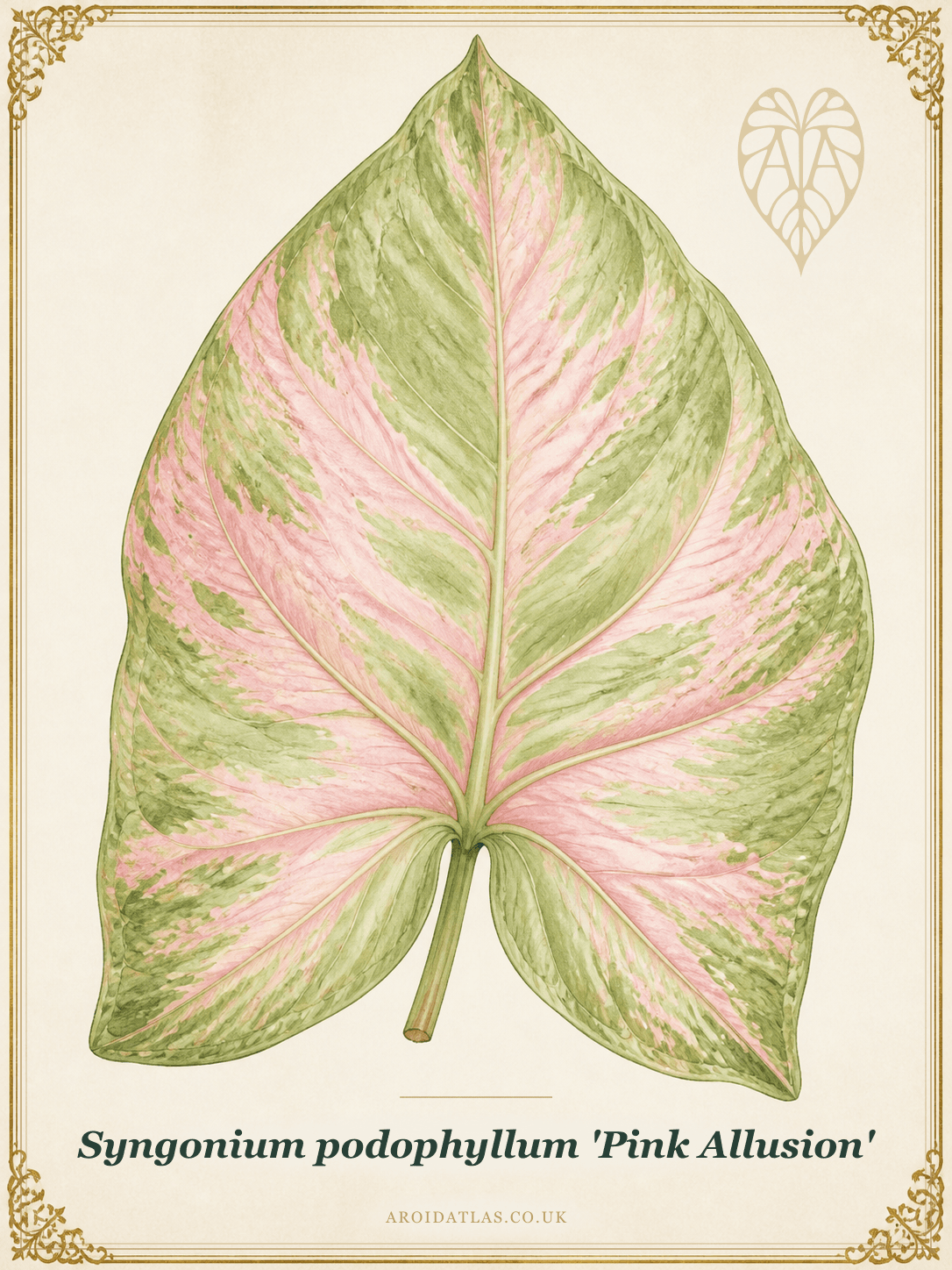 Pink Allusion Arrowhead Vine