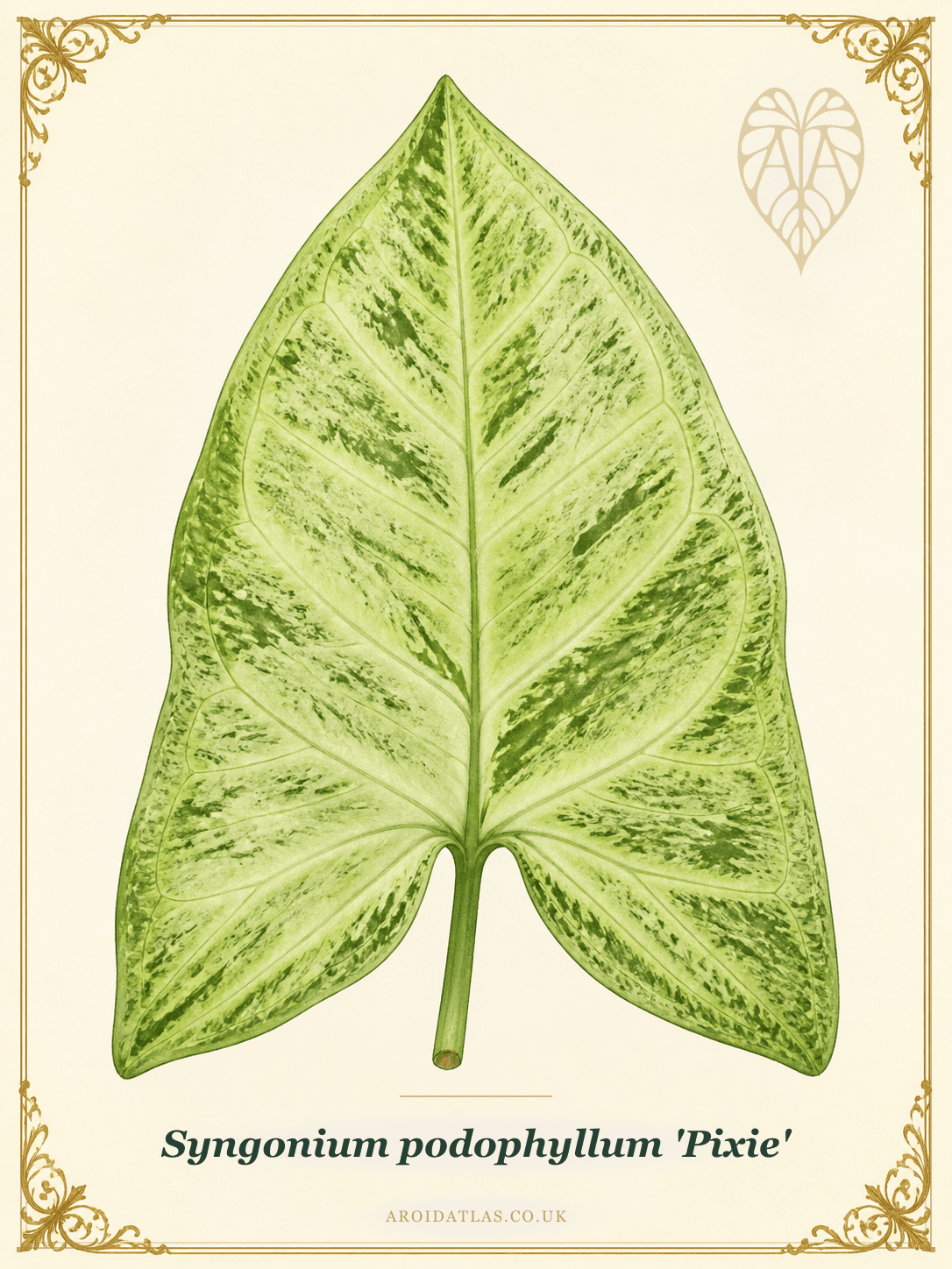 Pixie Arrowhead Vine
