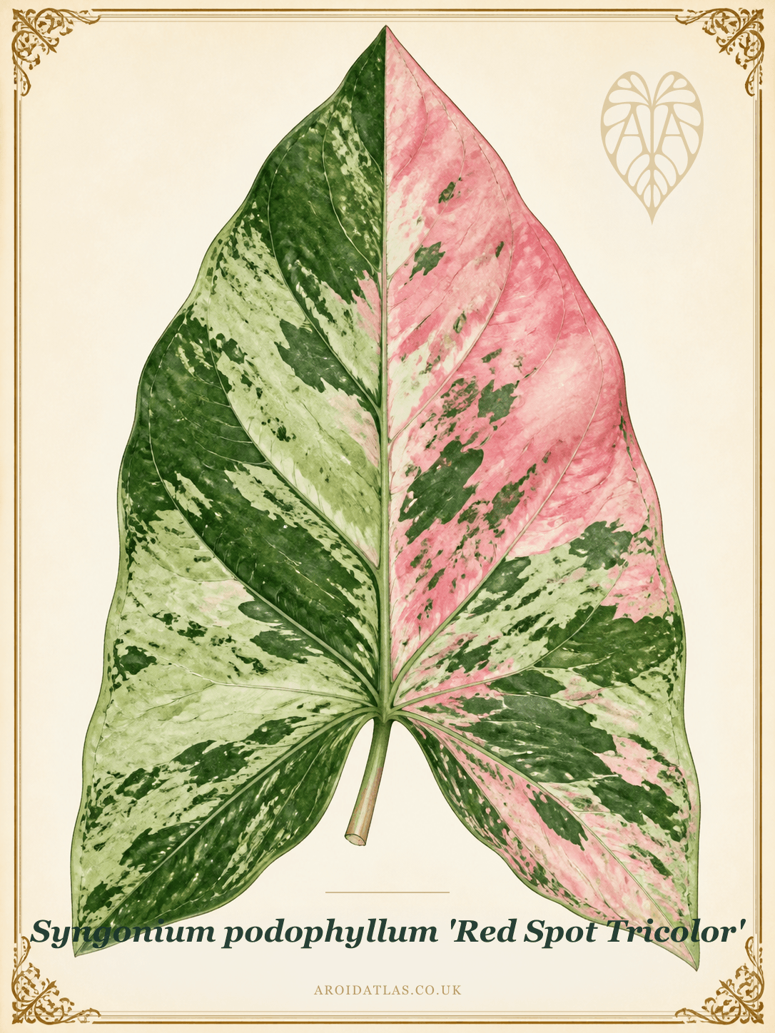 Red Spot Tricolor Syngonium
