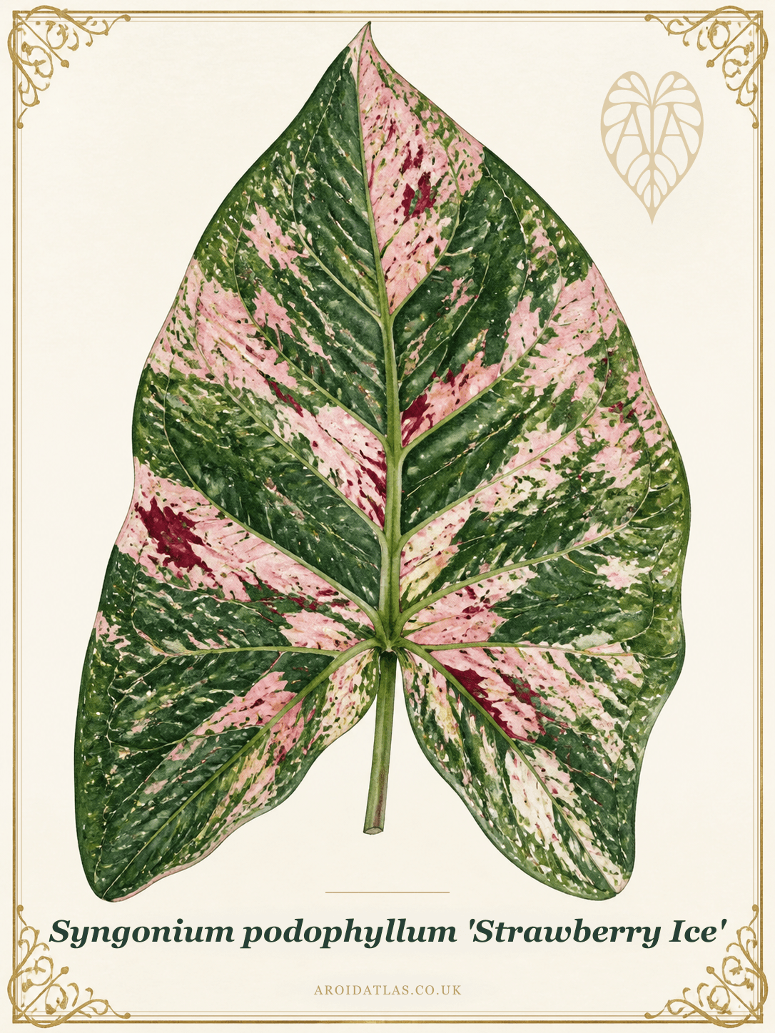 Strawberry Ice Arrowhead Vine