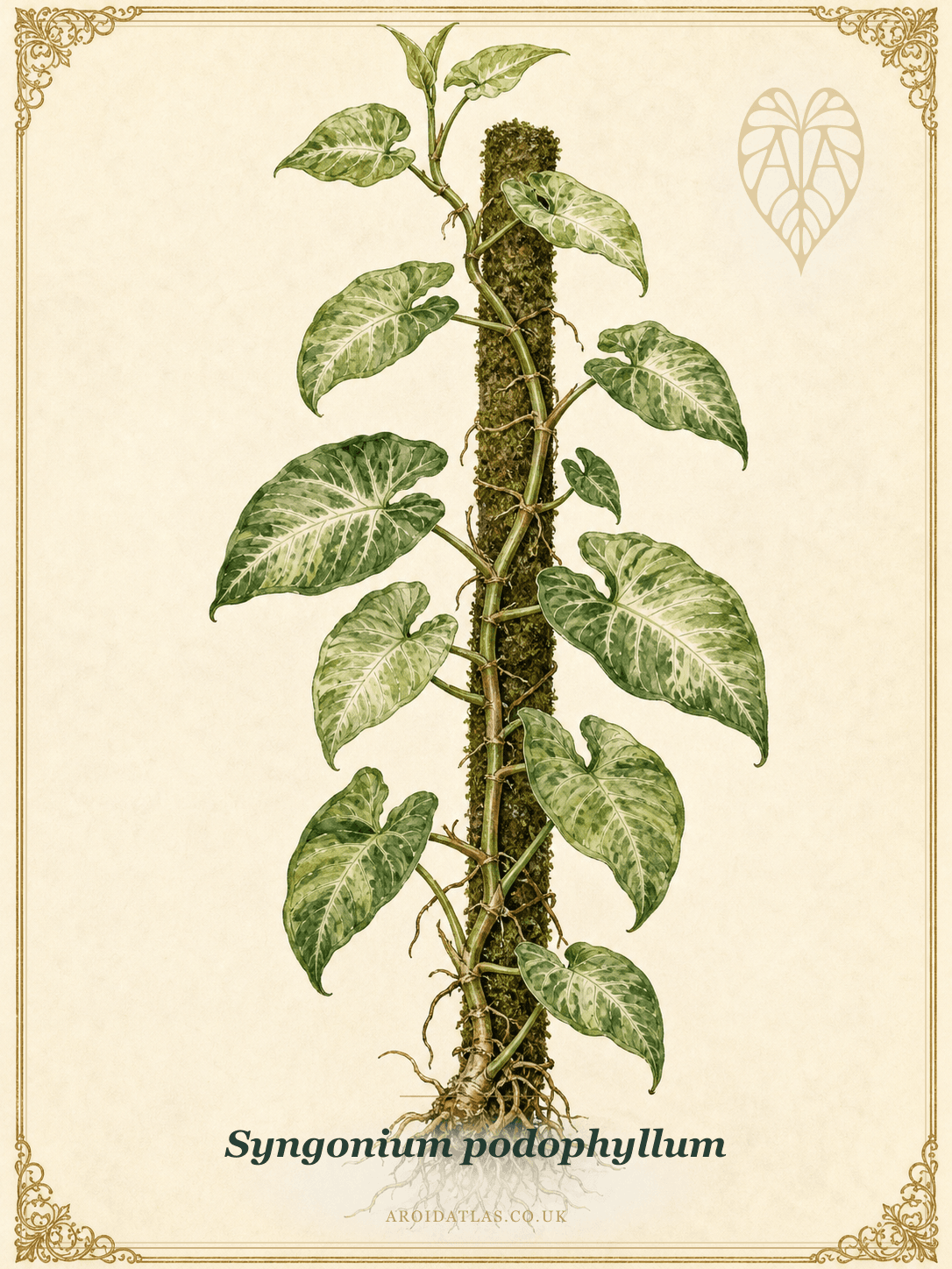 Syngonium podophyllum