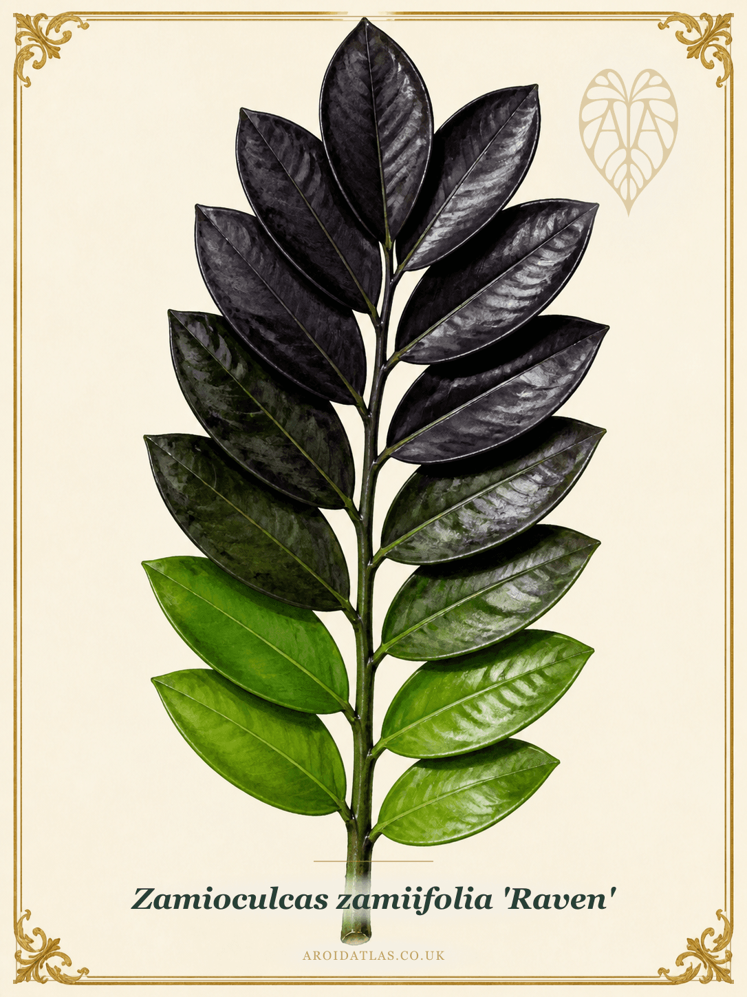 Raven ZZ Plant