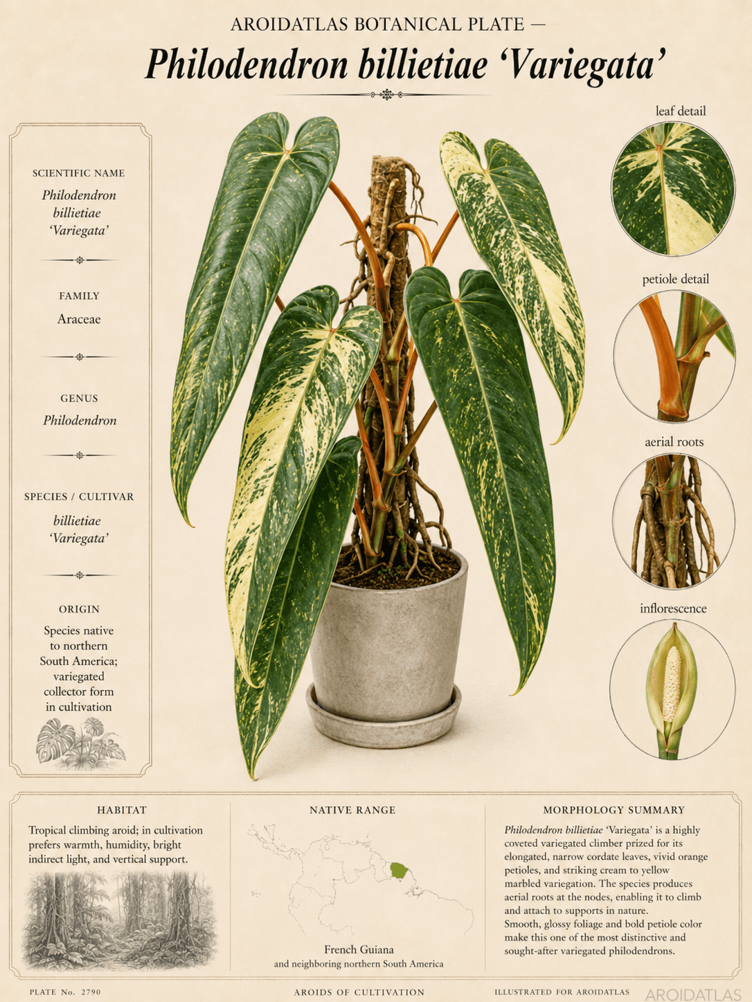 Variegated Billietiae