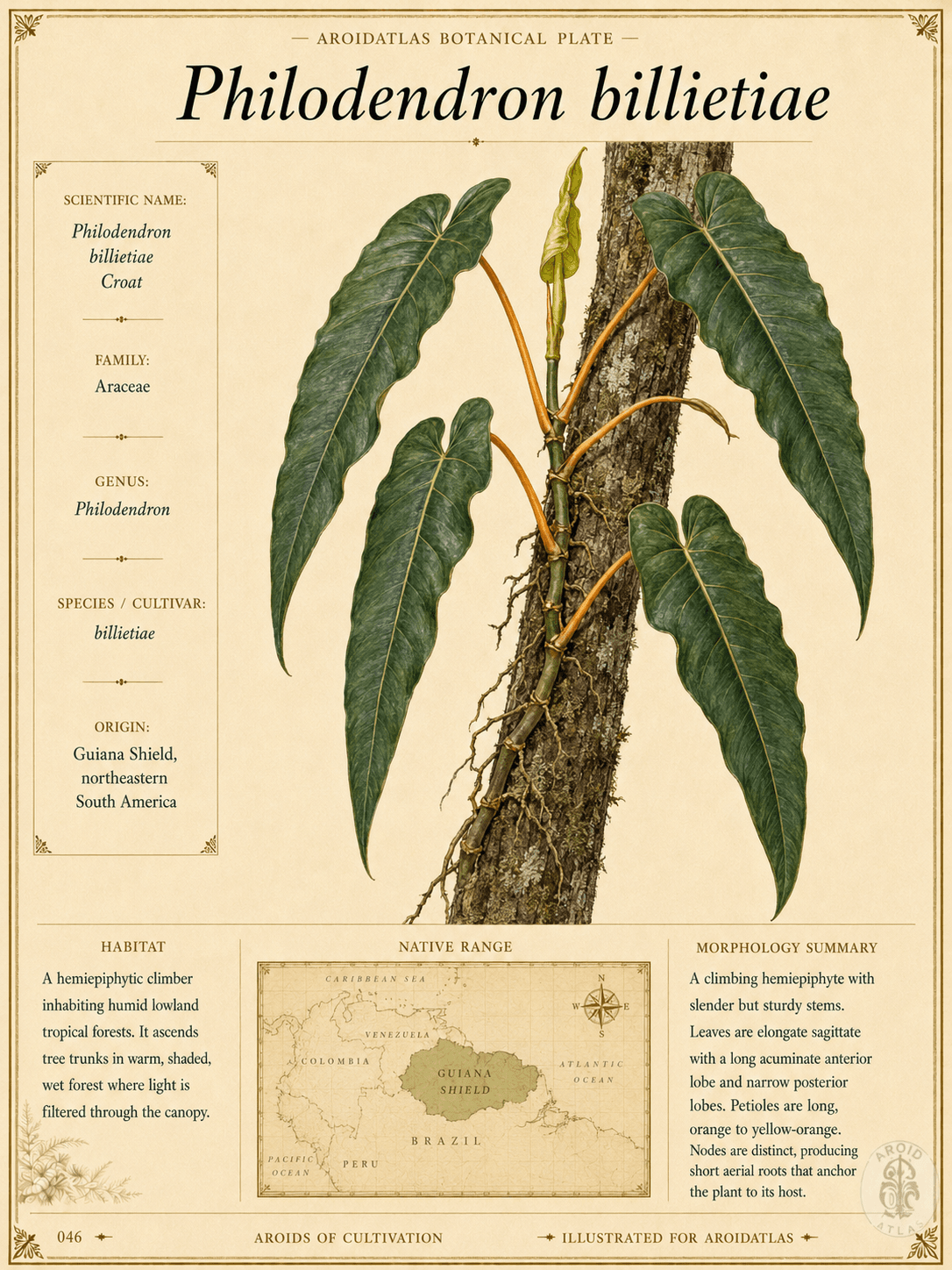 Orange Petiole Philodendron