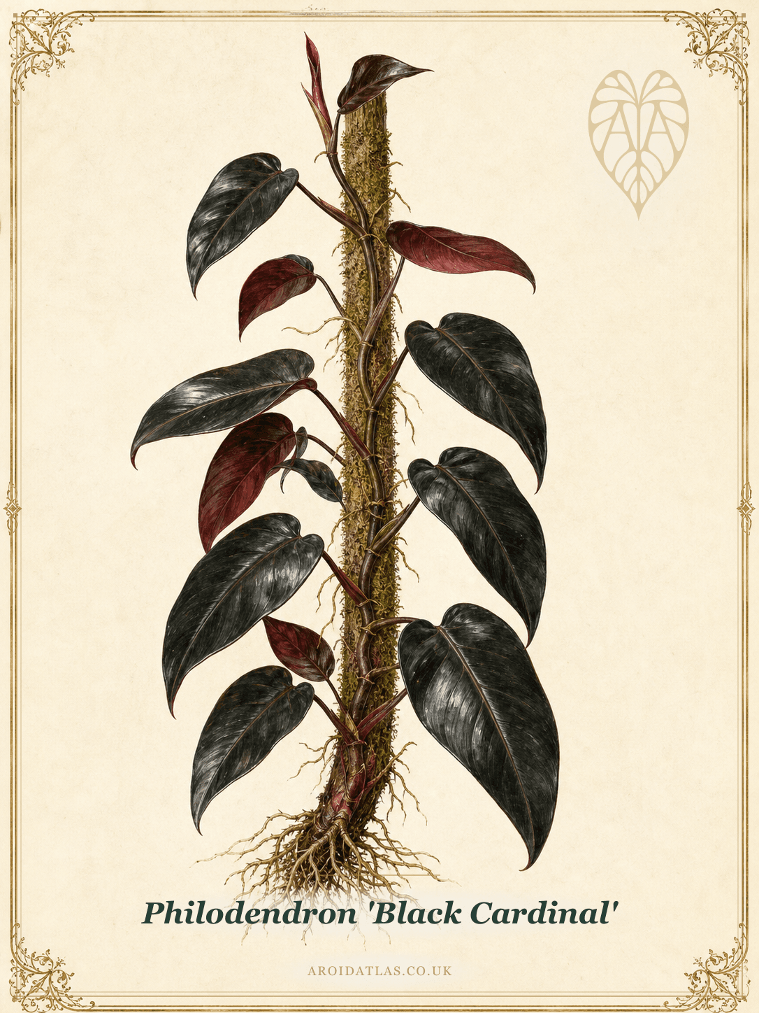 Philodendron 'Black Cardinal'