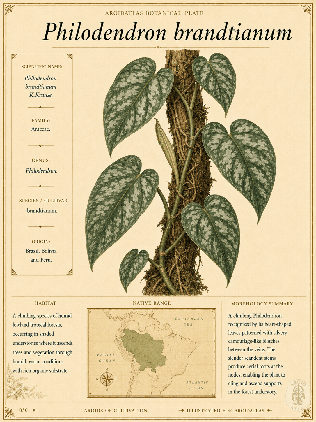 Philodendron Brandtianum