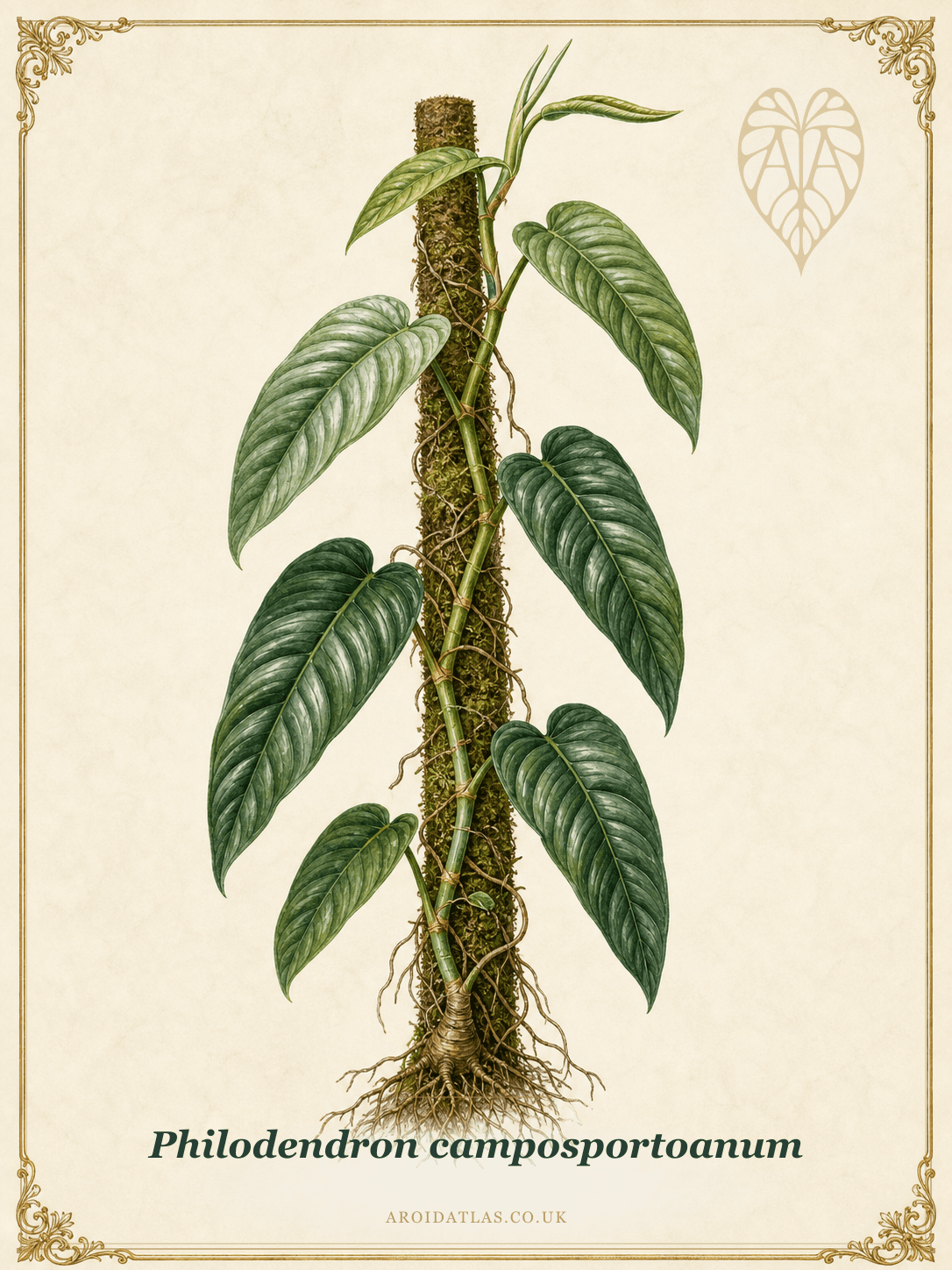 Philodendron camposportoanum